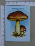 POSTCARD  - COGUMELO  - CHAMPIGNON - 2 SCANS  - (Nº59482) - Hongos