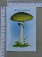 POSTCARD  - COGUMELO  - CHAMPIGNON - 2 SCANS  - (Nº59484) - Hongos