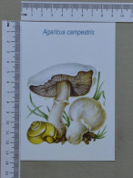 POSTCARD  - COGUMELO  - CHAMPIGNON - 2 SCANS  - (Nº59486) - Hongos