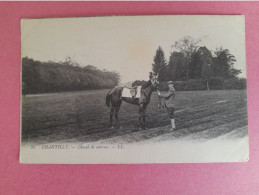 82 CHANTILLY . CHEVAL DE COURSES  LL - Horse Show