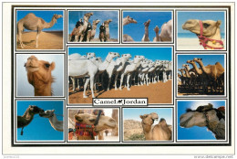 CPSM Jordanie-Camel Jordan-Petra   L2179 - Jordan