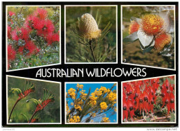 CPSM Australian-Wildflowers-Fleurs     L2171 - Other & Unclassified