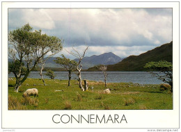 CPSM Irlande-Ireland-Connemara    L2064 - Kerry