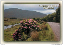 CPSM Irlande-Ireland-Connemara   L2064 - Galway