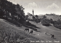 CARTOLINA  PASSO DELLA CISA M.1041 MASSA TOSCANA PASCOLI VIAGGIATA 1964   Y11 - Massa