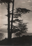 36111 - Ostsee - Baum Im Gegenlicht - 1966 - Sonstige & Ohne Zuordnung