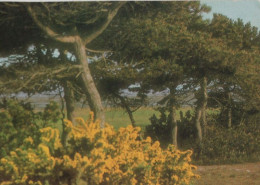 107330 - Sylt - Ginsterblüte Bei Der Vogelkoje - Sylt