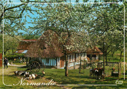 Animaux - Vaches - Normandie - Ferme Normande Dans Les Pommiers En Fleurs - CPM - Voir Scans Recto-Verso - Cows