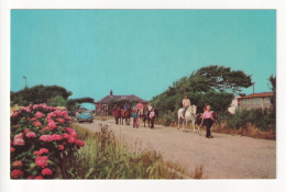 Bracklesham, Near Chichester - The Ponies - 1977 Used Sussex Postcard - Chichester