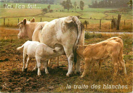 Animaux - Vaches - Carte à Message Humoristique - Tétée - CPM - Voir Scans Recto-Verso - Cows