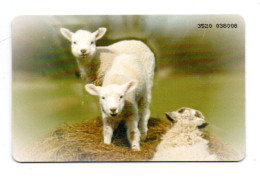 Brebis  Animal Télécarte Bulgarie  Phonecard (A 204) - Bulgarije