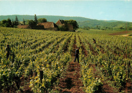 JURA DOMAINE DU SORBIEF PROPRIETE HENRI MAIRE PAYSAGE ROMANTIQUE(scan Recto-verso) KEVREN0463 - Arbois