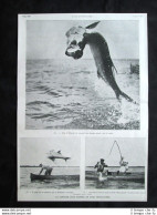 La Pesca Del Tarpone + Notte Di Maggio, Sarah Bernhardt E Bartet Stampa Del 1909 - Autres & Non Classés
