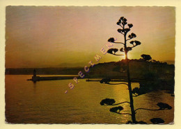 06. NICE - Coucher De Soleil Sur Le Port Et La Colline Du Château (Ed. La Cigogne) (voir Scan Recto/verso) - Niza La Noche