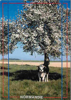 Animaux - Vaches - Normandie - Pommiers En Fleurs - Carte Neuve - CPM - Voir Scans Recto-Verso - Cows