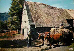 Animaux - Vaches - Limousin - Environs De Chaumeil - La Ferme Au Toit De Chaume - Attelage De Boeufs  - Paysans - CPM -  - Cows