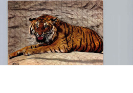 Tigres De Sumatra - Parc Zoologique Des Condeminals - Romanèche-Thorins - Tigers