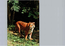 Tigre Du Bengale - Tigers