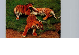 Tigres - Tigers