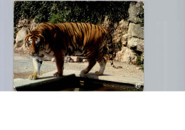 Tigre - Zoo De La Citadelle - Besançon - Tigers