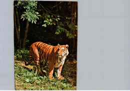 Tigre - Tigers