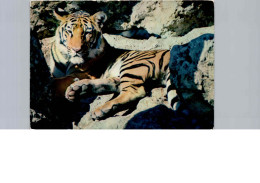 Tigre Né Au Tertre Rouge - Parc Zoologique - Tigers