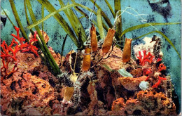 5-7-2024 (12 SAB) Aquarium De Monaco (Poissons Hippocamte) - Poissons Et Crustacés