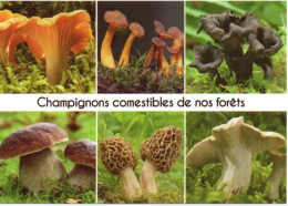 Champignons Comestibles De Nos Forêts - Girolle, Chanterelle, Trompette De La Mort, Cèpe, Morille, Pieds De Mouton - Hongos