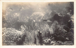 Bahamas - NASSAU - Sea Garden - REAL PHOTO - Publ. S.F. Corp. 1914  - Bahama's