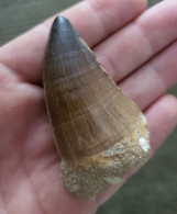 Très Belle Dent De Mosasaurus (#1) - 66 - 82 Millions D'années - Nice Mosasaurus Tooth - Fossielen