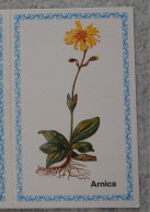 Petit Calendrier De Poche 1990 Plante Arnica Pharmacie Caluire Rhône - Klein Formaat: 1981-90