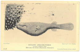 CPA OCEANIC ANGLER-FISHES - Ceratias Holboelli Male - Poissons Et Crustacés