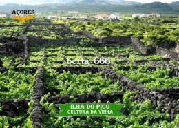 Azores Pico Island Vineyard Culture UNESCO New Postcard - Açores