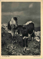 Kühe - Cows
