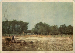 Wollgras Im Moor Gelaufen In Stolp - Pommern