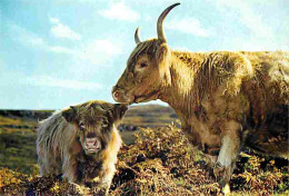 Animaux - Vaches - Ecosse - Scotland - Highiand Cow And Calf - Veau - Carte Neuve - CPM - Voir Scans Recto-Verso - Cows