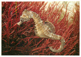 Animaux - Poissons - Aquarium De La Rochelle - 9 - Hippocampes - CPM - Voir Scans Recto-Verso - Poissons Et Crustacés