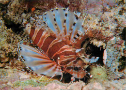 Animaux - Poissons - Butterfly Cod - CPM - Voir Scans Recto-Verso - Poissons Et Crustacés