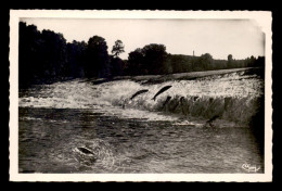 43 - BRIOUDE - LES SAUMONS AU BARRAGE DE LA BAGEASSE - Brioude