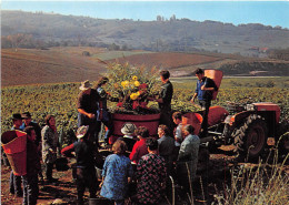 ARBOIS Le Traditionnel Bouquet Des Vendanges Au Domaine Du Sorbief Propriete Henri Maire 25(scan Recto-verso) MA359 - Arbois