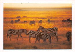 TANZANIE Parc National De Serengeti Zebres De Grant 20(scan Recto-verso) MA497 - Tanzania