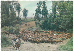 CP Cattle Crossing The Davidson River , On The Tally River Station - Other & Unclassified