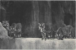 CPA Parc Zoologique De Vincennes Un Beau Groupe De Tigres - Tigers