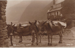 ASINO Animale Vintage CPA Cartolina #PAA363.A - Donkeys