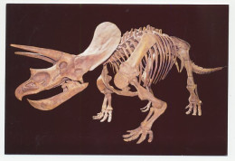 Postal Stationery China 2006 Fossil - Triceratops - Preistoria