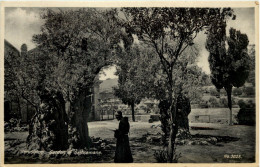 Jerusalem - Garden Of Gethsemane - Palestina