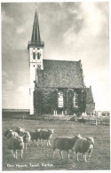 Texel 1960; Ned.Herv. Kerk Den Hoorn (schapen) - Gelopen. (Rubens, Den Burg-Texel) - Texel