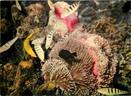 Animaux - Poissons - Poissons Des Tropiques - Jardin De Corail - Coral Garden - CPM - Voir Scans Recto-Verso - Poissons Et Crustacés