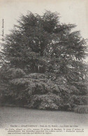 CHANTONNAY. - Parc De M. Robin - Le Cèdre Du Liban - Arbres