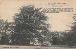 CHANTONNAY. - Parc De M. Robin - Le Cèdre Du Liban. Cliché RARE - Arbres